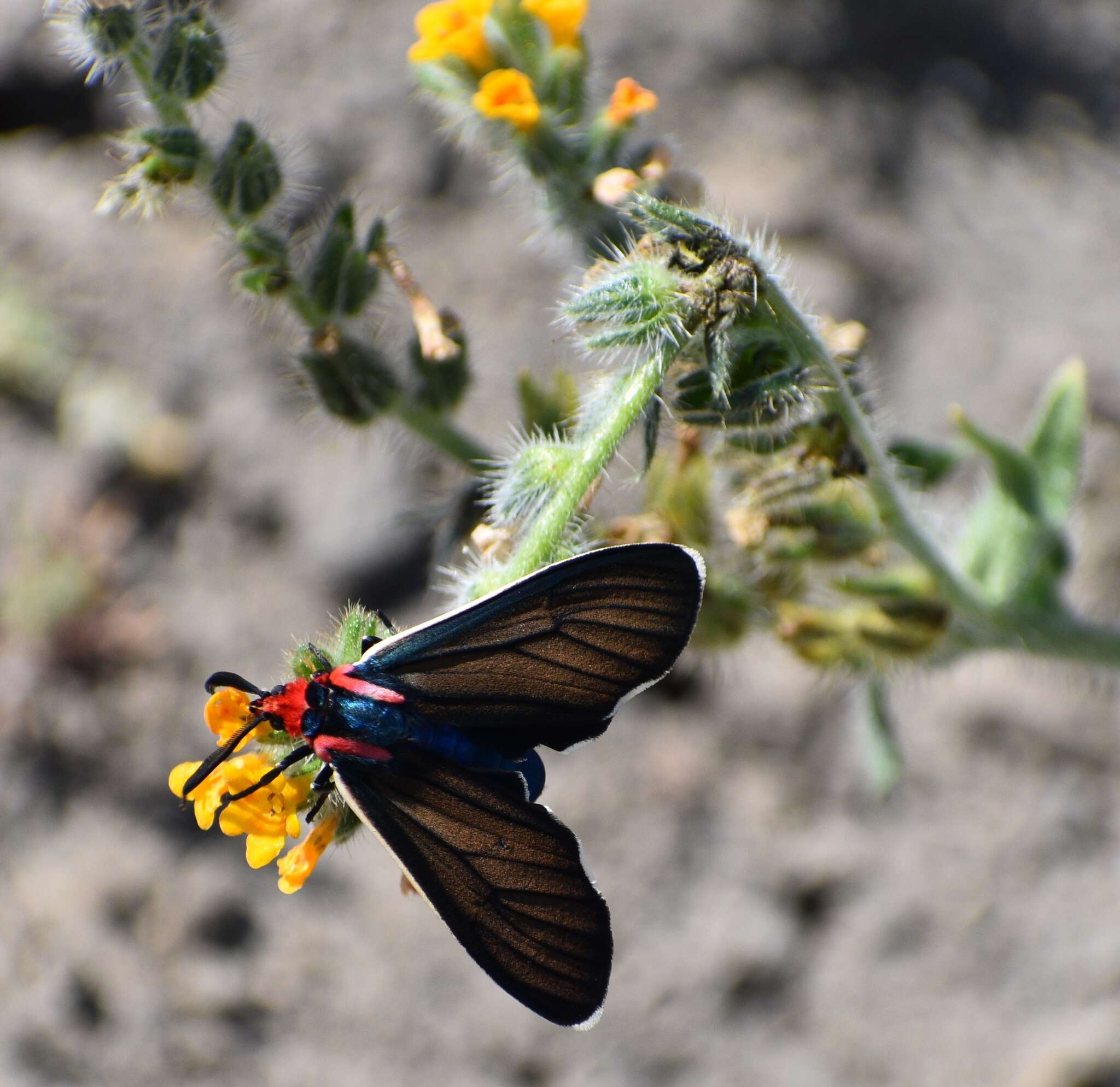 Image of Brown Ctenucha