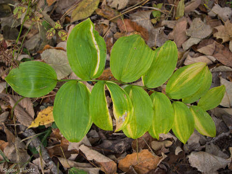 Polygonatum pubescens (Willd.) Pursh resmi