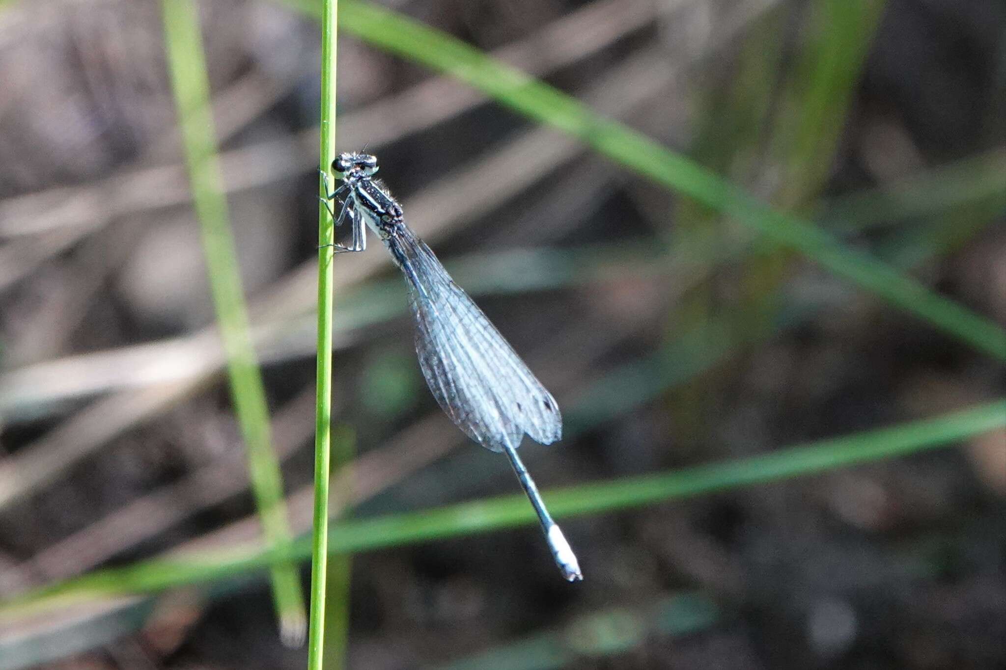 Image of Apanisagrion lais (Selys 1876)