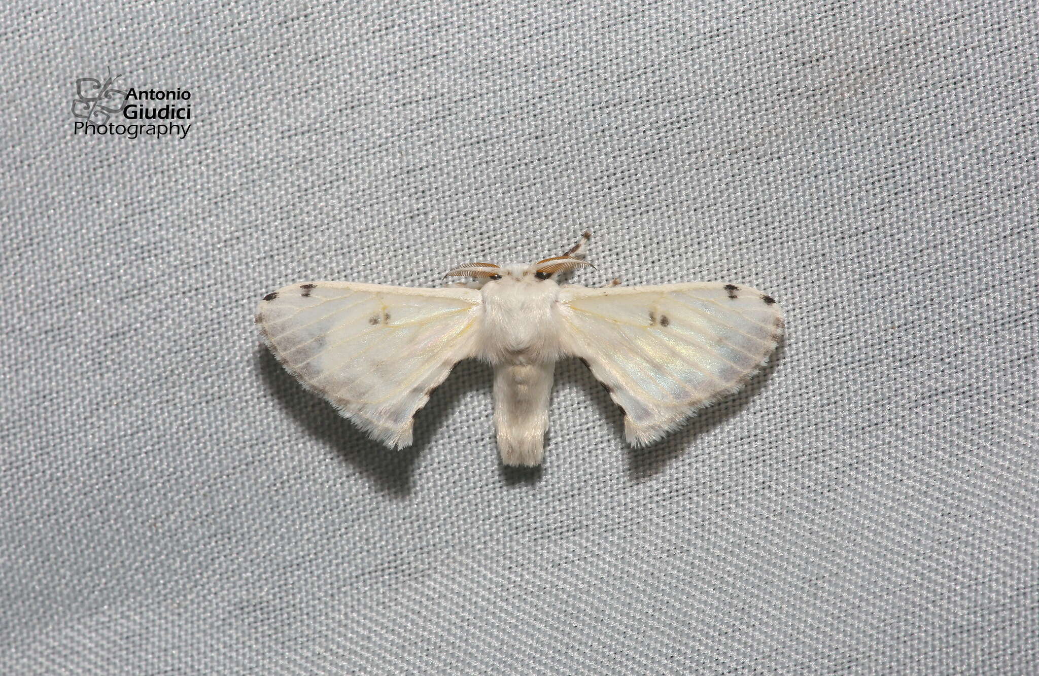 Image de Penicillifera apicalis (Walker 1862)