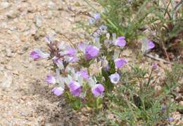 Image de Collinsia bartsiifolia Benth.