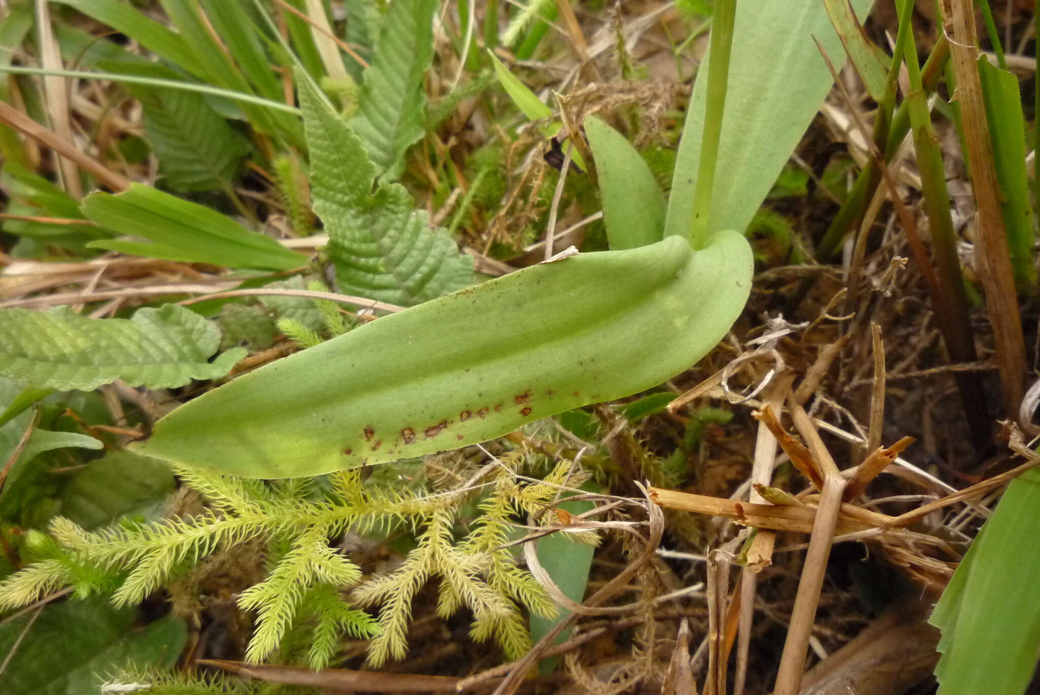 Image of Long Tentacle Orchid