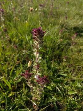 Image of broadleaf glandweed