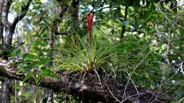 Image of Cardinal Air Plant