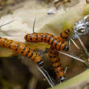 Cactoblastis cactorum Berg 1885 resmi