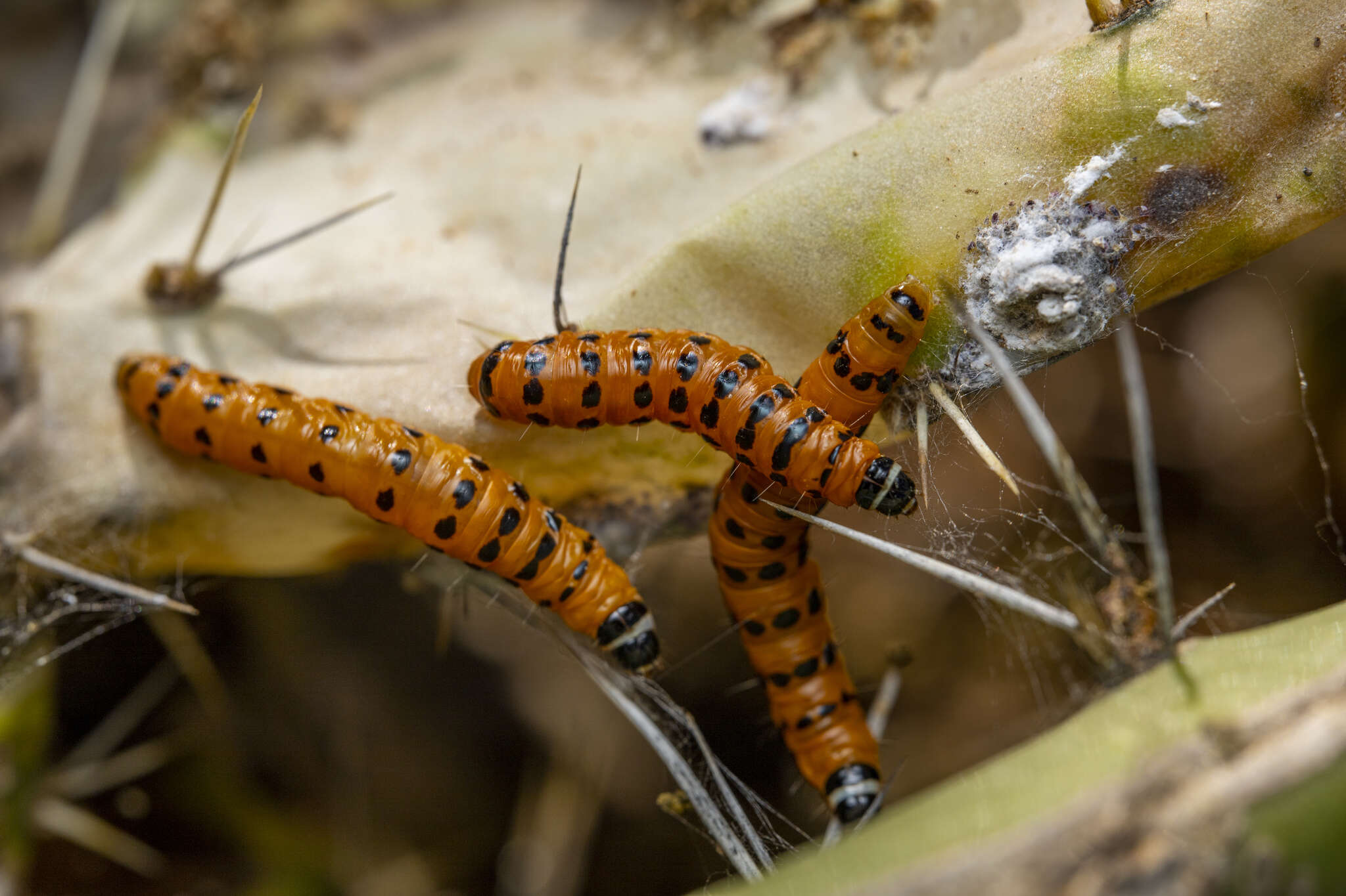 Sivun Cactoblastis kuva