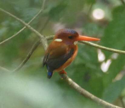 Image of Sulawesi Dwarf-kingfisher