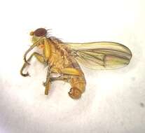 Image of Pherbellia albocostata (Fallen 1820)