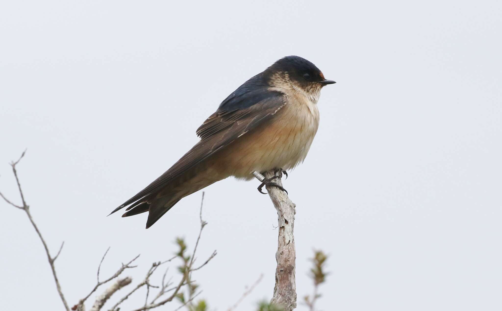 Petrochelidon nigricans (Vieillot 1817) resmi