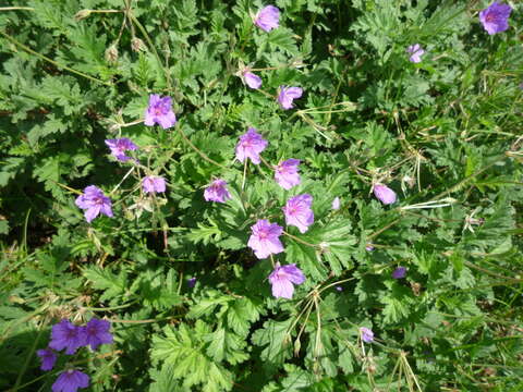 Imagem de Erodium ruthenicum Bieb.