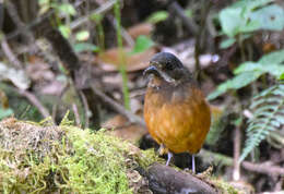 Image of Moustached Antpitta