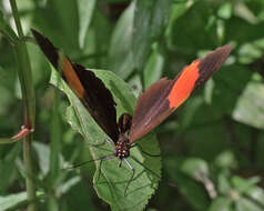 Image of Heliconius melpomene Linnaeus 1758