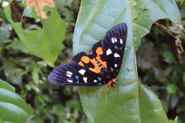 صورة Exsula dentatrix albomaculata Miyake 1907