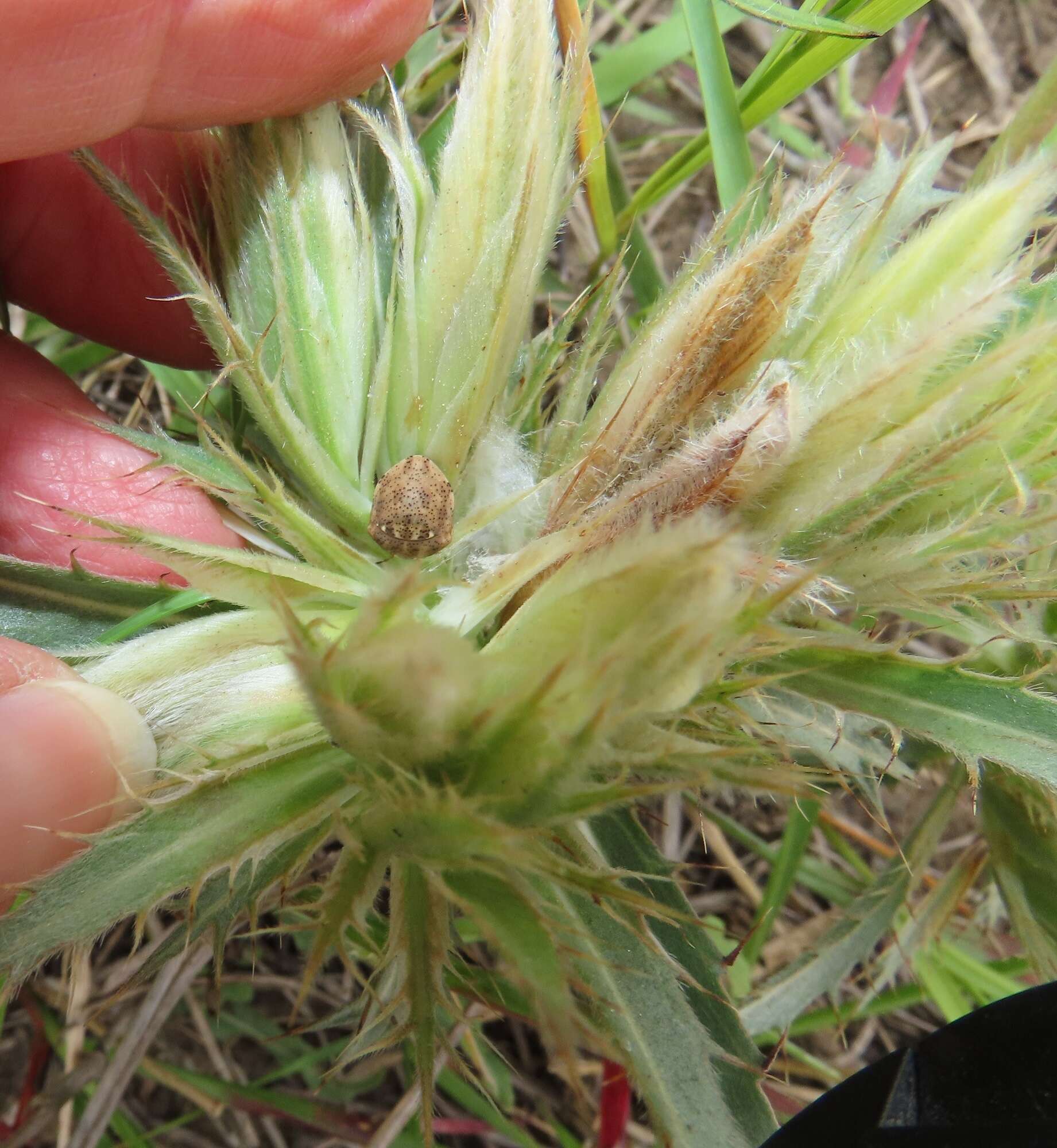 Blepharis sericea K. Vollesen resmi