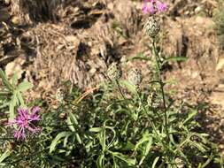 Centaurea scabiosa subsp. scabiosa的圖片