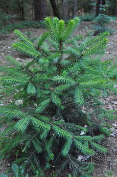 Image of Martinez's Spruce