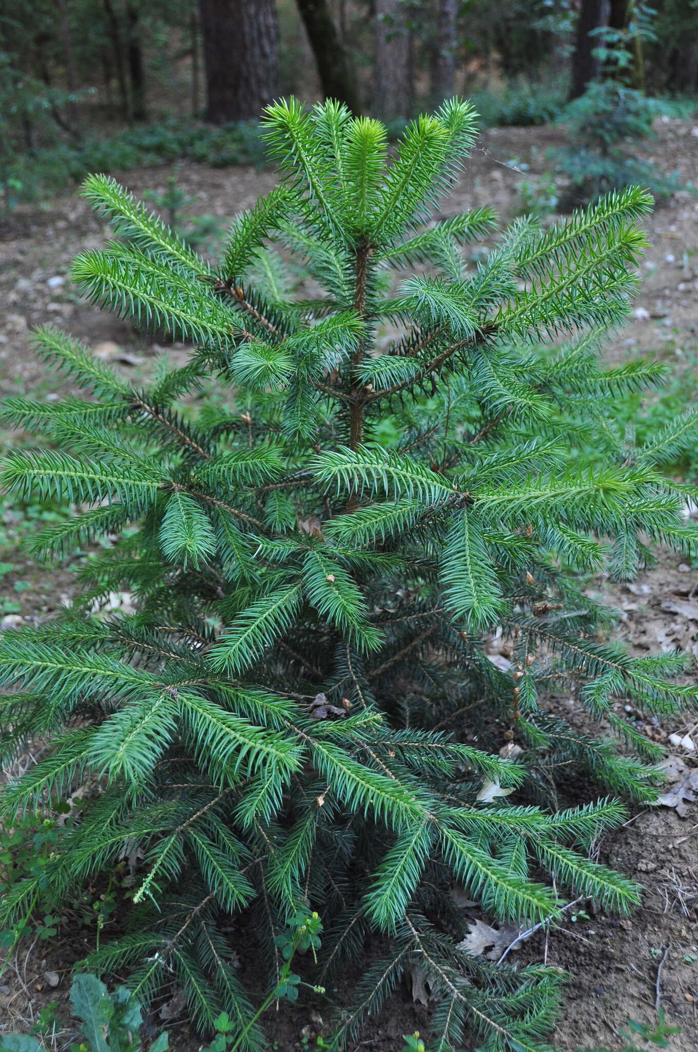 Image of Martinez's Spruce