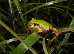 Image of Hyla annectans (Jerdon 1870)