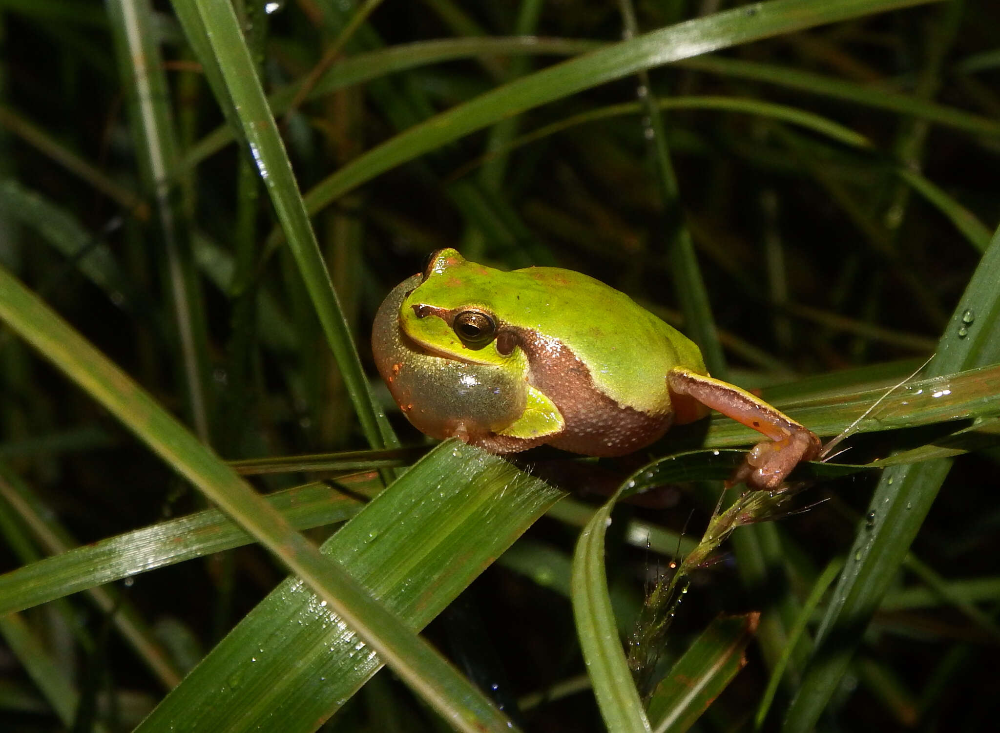 Image of Hyla annectans (Jerdon 1870)