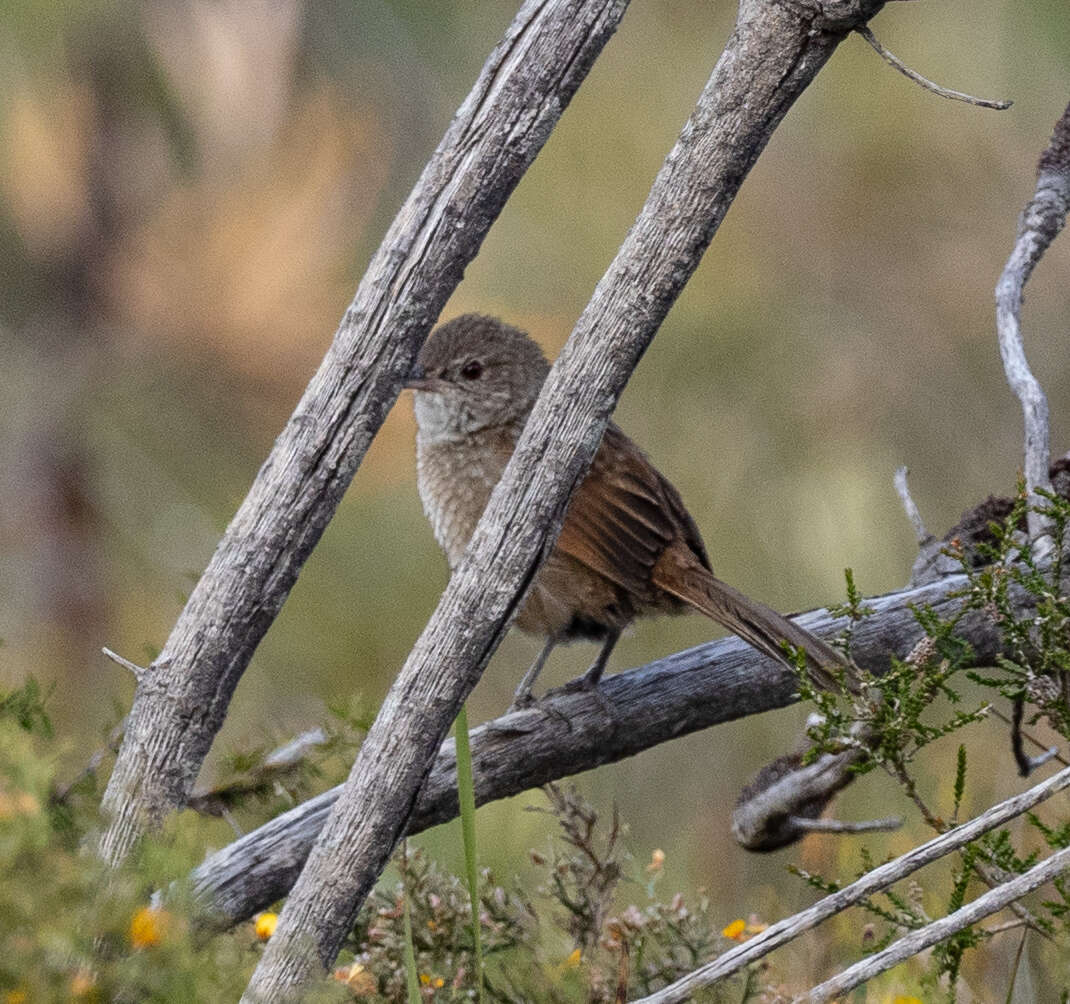 Dasyornithidae resmi