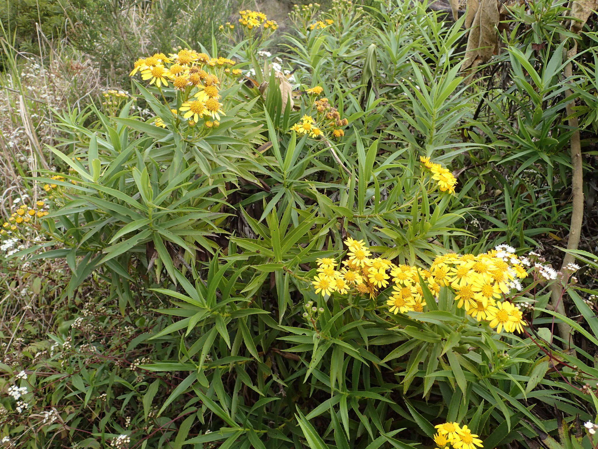 Image of Faujasia salicifolia (Pers.) C. Jeffrey