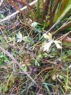 Image of Ranunculus glabrifolius Hook.