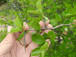 Слика од Crataegus reverchonii Sarg.