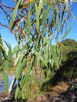 Image of Eucalyptus nebulosa A. M. Gray