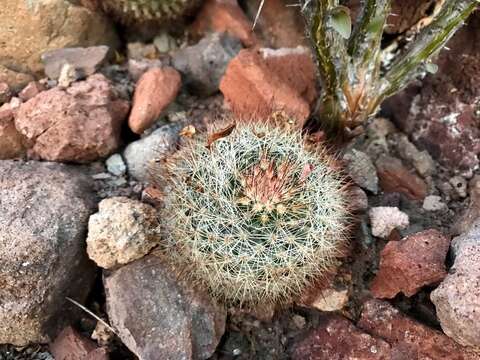 Image of Mammillaria petrophila K. Brandegee