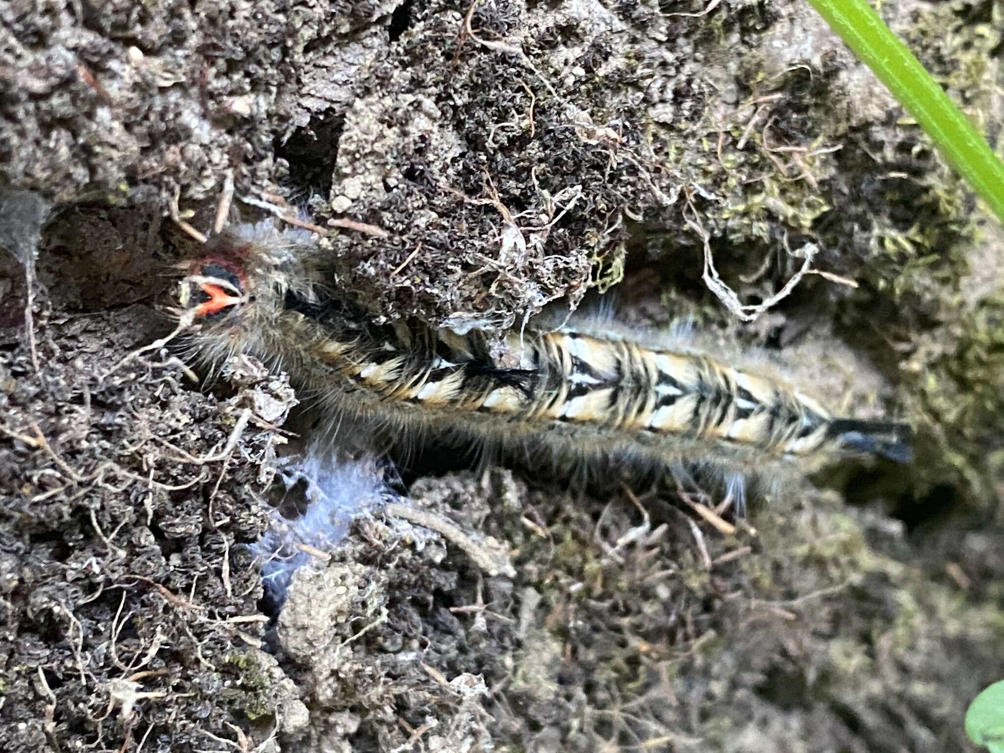 Macromphalia ancilla Philippi 1859的圖片