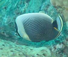 Image of Black Butterflyfish