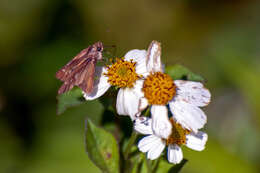 Image of Hecebolus skipper