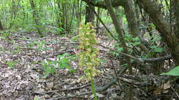 Image of Small-dotted Orchis