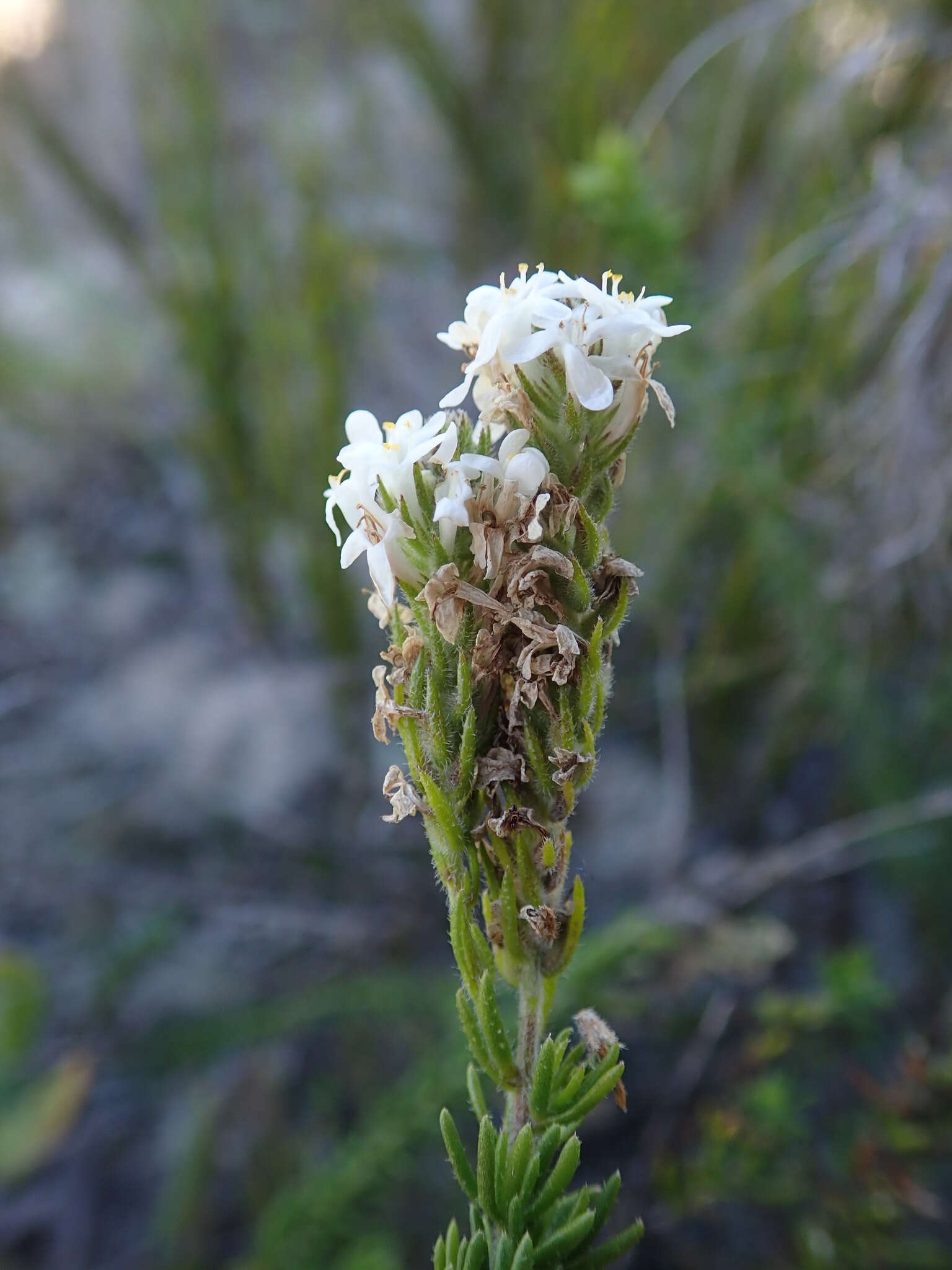 Image of Selago scabrida Thunb.