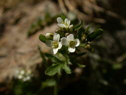 Image of Murbeckiella pinnatifida (Lam.) Rothm.