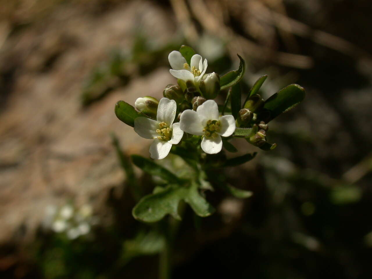 Image of Murbeckiella pinnatifida (Lam.) Rothm.