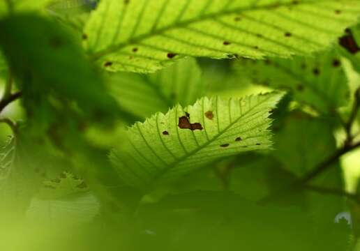 Image de Charme-houblon