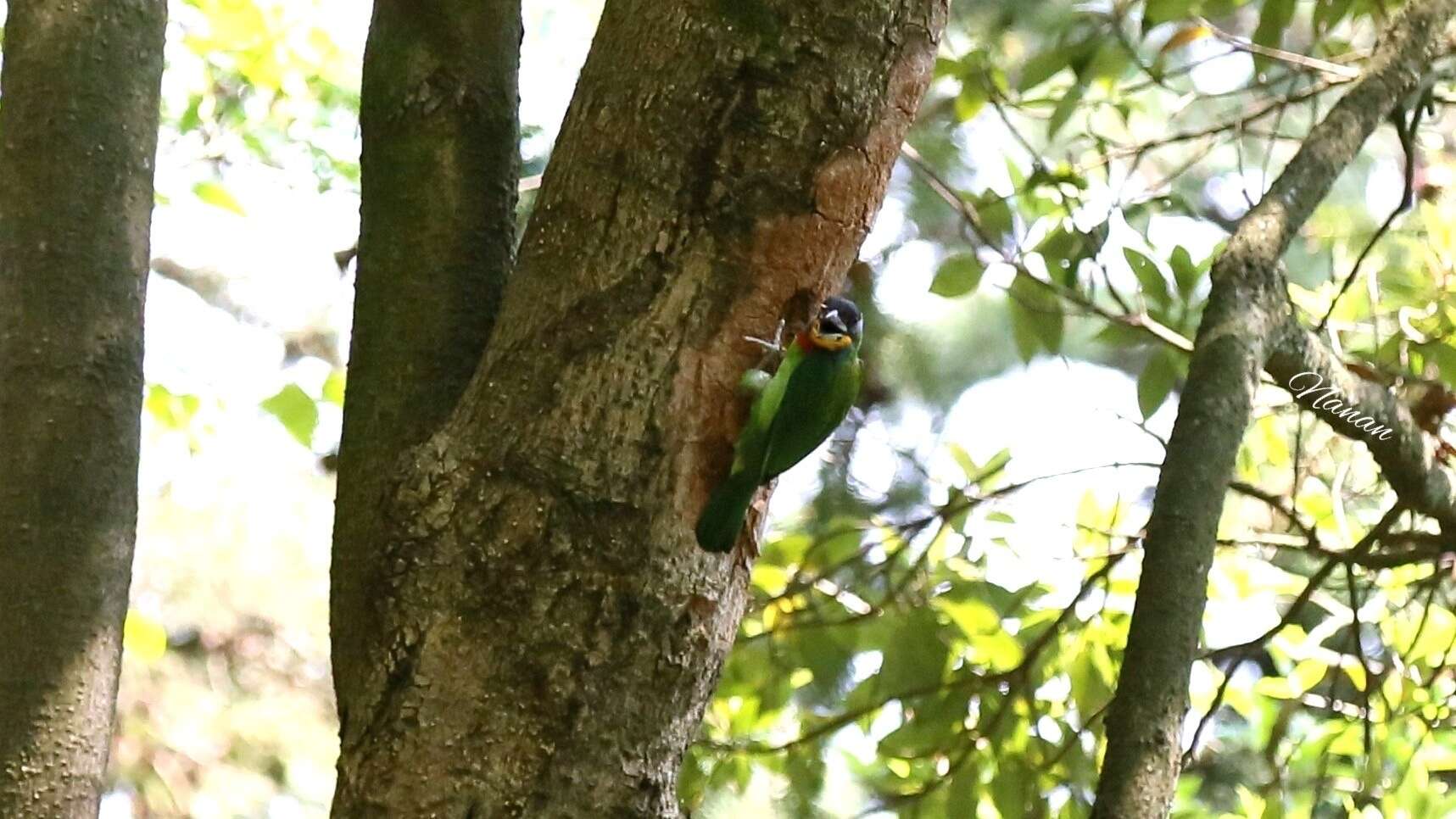 Image of Chinese Barbet