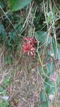 Image of Smilax bracteata C. Presl