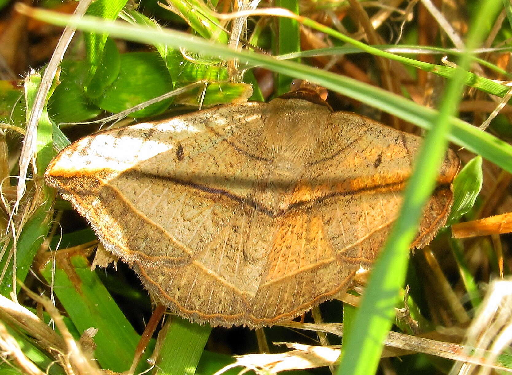 Sivun Entomogramma pardus Guenée 1852 kuva