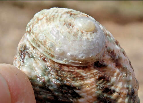 Image of circular ear shell