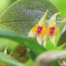 Imagem de Lepanthes acuminata Schltr.