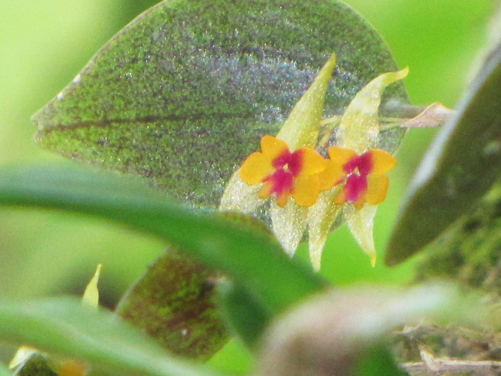 Image of Lepanthes acuminata Schltr.