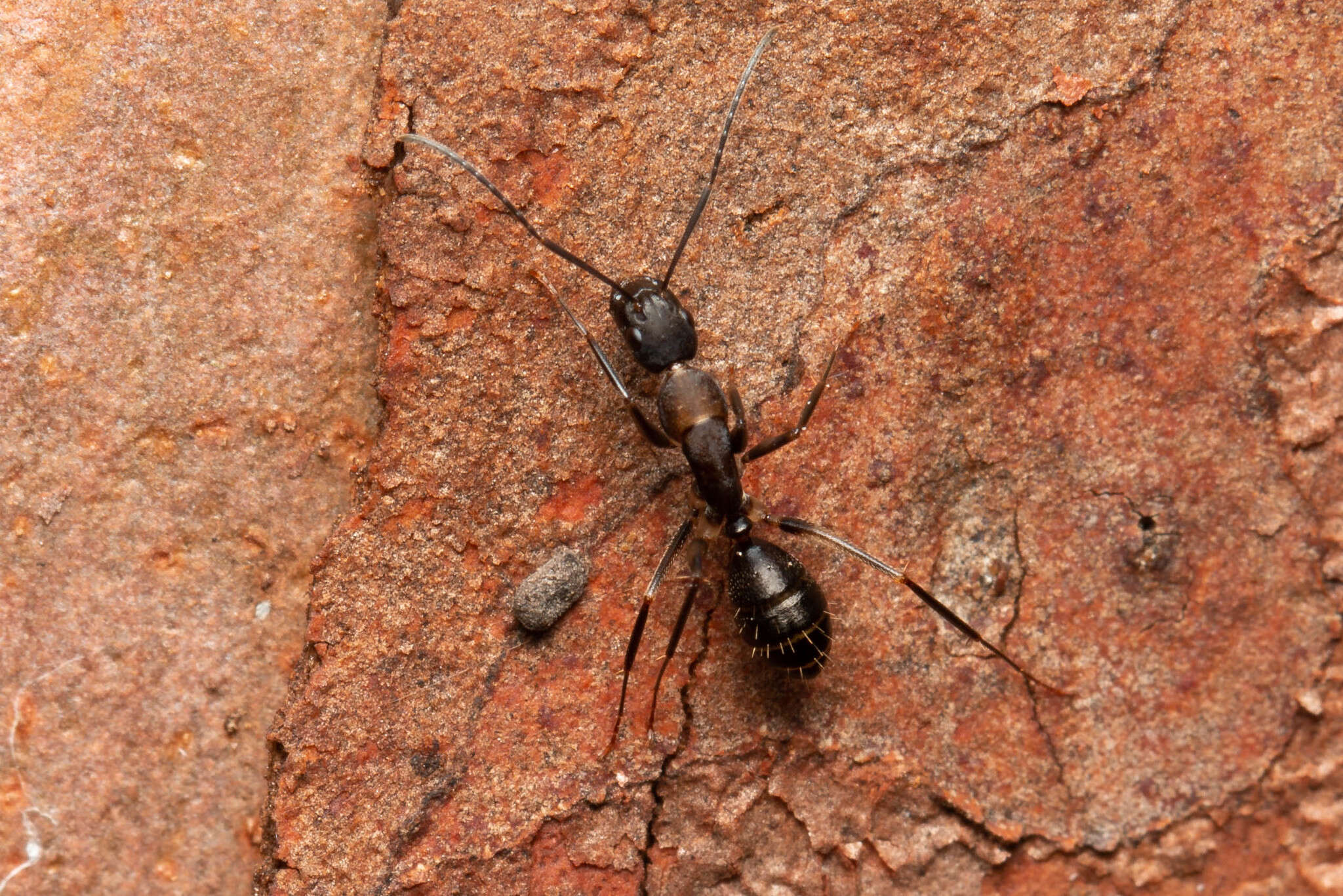 Image of Camponotus lividicoxis Viehmeyer 1925