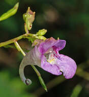 Image de Impatiens furcillata Hemsl. ex Forb. & Hemsl.