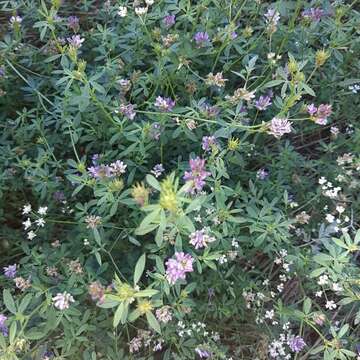 Image of alfalfa