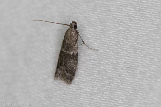 Plancia ëd Eurythmia angulella Ely 1910