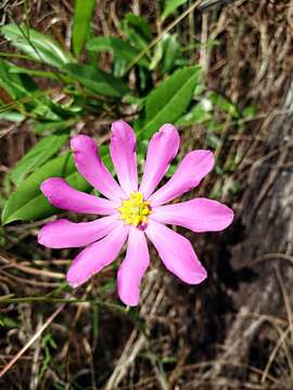 Image of Bartram's Rose-Gentian