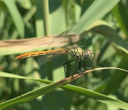 Image of Sympetrum tibiale (Ris 1897)