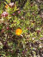 Image of Lampranthus glaucoides (Haw.) N. E. Br.